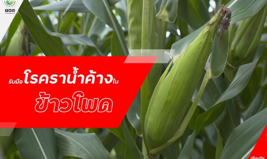 รับมือโรคราน้ำค้างในข้าวโพด