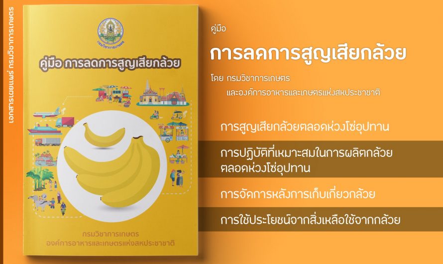 “คู่มือการลดการสูญเสียกล้วย” เป็นคู่มือสำหรับเกษตรกรผู้ปลูกกล้วย