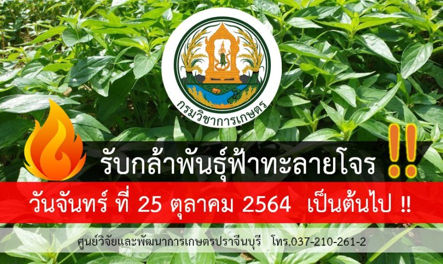 แจ้งกำหนดรับต้นกล้าพันธุ์ฟ้าทะลายโจร ตั้งแต่วันที่ 25 ต.ค. 2564 เป็นต้นไป