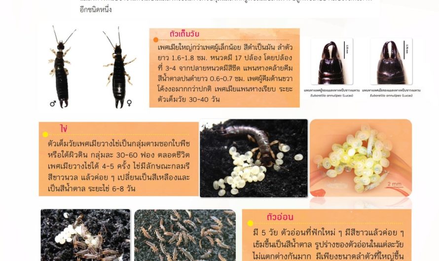 แมลงหางหนีบ