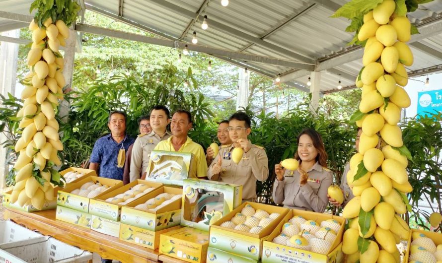 ร่วมตรวจสอบลักษณะทางกายภาพผลผลิตมะม่วงน้ำดอกไม้สระแก้ว