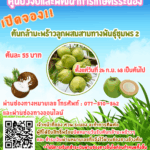 จำหน่ายต้นกล้ามะพร้าวลูกผสม สามทางพันธุ์ชุมพร 2 ภายใต้ “โครงการวิจัยเพิ่มประสิทธิภาพ การผลิตผลพันธุ์มะพร้าวพันธุ์ดี”