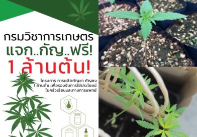 เชิญผู้ลงทะเบียนผ่านเว็บไซต์และผู้ที่สนใจ รับต้นกล้ากัญชา ฟรี