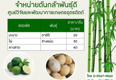 จำหน่ายพันธุ์ไม้