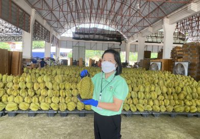 ตรวจคุณภาพทุเรียนที่ส่งออกไปสาธารณรัฐประชาชนจีน