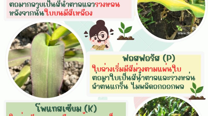 ข่าวประชาสัมพันธ์ เรื่อง อาการขาดธาตุอาหารหลัก (N-P-K) ในพืช