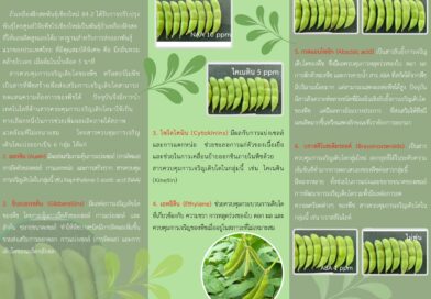 เทคโนโลยีการใช้สารควบคุมการเจริญเติบโต_page-0002