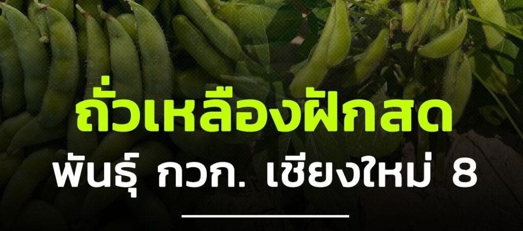 ถั่วเหลืองฝักสดพันธุ์ กวก. เชียงใหม่ 8 ศูนย์วิจัยพืชไร่เชียงใหม่ สถาบันวิจัยพืชไร่และพืชทดแทนพลังงาน กรมวิชาการเกษตร