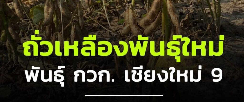 ถั่วเหลืองพันธุ์ กวก. เชียงใหม่ 9 ศูนย์วิจัยพืชไร่เชียงใหม่ สถาบันวิจัยพืชไร่และพืชทดแทนพลังงาน กรมวิชาการเกษตร