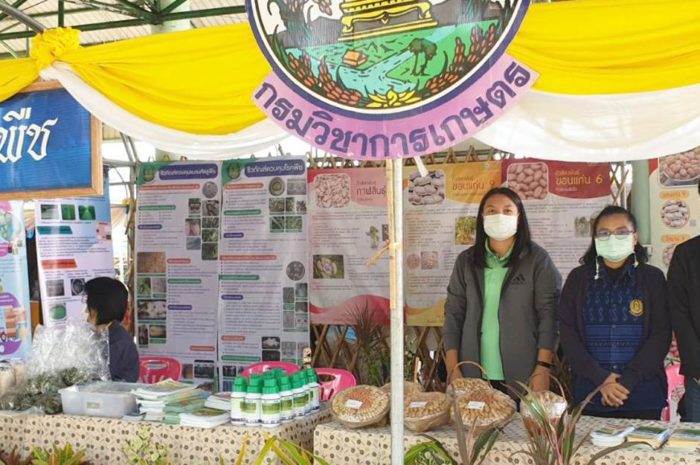 ร่วมจัดนิทรรศการเรื่อง “พันธุ์และเทคโนโลยีการผลิตถั่วลิสง” และให้บริการคลีนิกเกษตรพืช