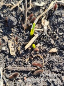 หนอนผีเสื้อหญ้า กัดกินต้นกล้าข้าวโพดในแปลงทดลอง อ.ตากฟ้า จ.นครสวรรค์