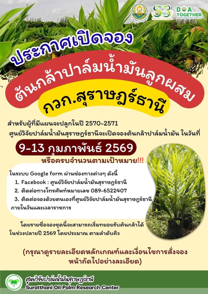 ประกาศเปิดจองต้นกล้าปาล์มน้ำมันลูกผสม กวก.สุราษฎร์ธานี (อายุ 8–12 เดือน)