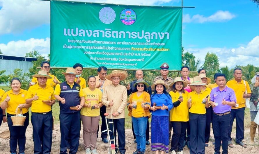 นางสาวจิราลักษณ์ ภูมิไธสง ผู้อำนวยการศูนย์วิจัยพืชไร่อุบลราชธานี มอบหมายให้ นางศิริรัตน์ กริชจนรัช นักวิชาการเกษตร ชำนาญการพิเศษ และคณะ เป็นวิทยากรในฐานเรียนรู้เทคโนโลยีการผลิตงา และสาธิตการปลูกงาในแปลงต้นแบบ งาน “วันสาธิตการผลิตงา”