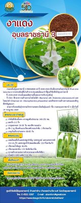 Rollup งาแดงอุบลราชธานี 3 (80x200 ซม.)