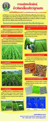 การผลิตเมล็ดพันธุ์ข้าวโพดเลี้ยงสัตว์ลูกผสม-1