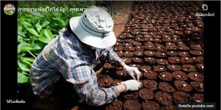 โกโก้ : การขยายพันธุ์ด้วยการเพาะเมล็ด
