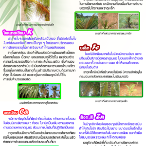 สังเกตอย่างไรว่า…ต้นมะพร้าวขาดธาตุอาหาร