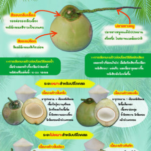 การเลือกซื้อมะพร้าวน้ำหอมที่มีคุณภาพ