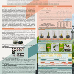 Development and Increasing the Efficiency of Hybrid Macapuno Coconuts Tissue Culture in Thailand