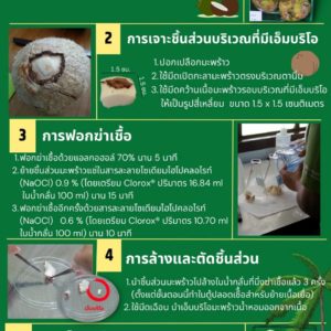 การฟอกฆ่าเชื้อมะพร้าวน้ำหอม