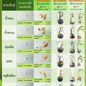 การเพาะเลี้ยงเอ็มบริโอในสภาพปลอดเชื้อของมะพร้าวกลุ่มต้นเตี้ย 6 สายพันธุ์