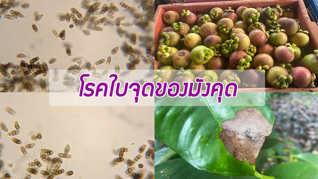 โรคใบจุดของมังคุด