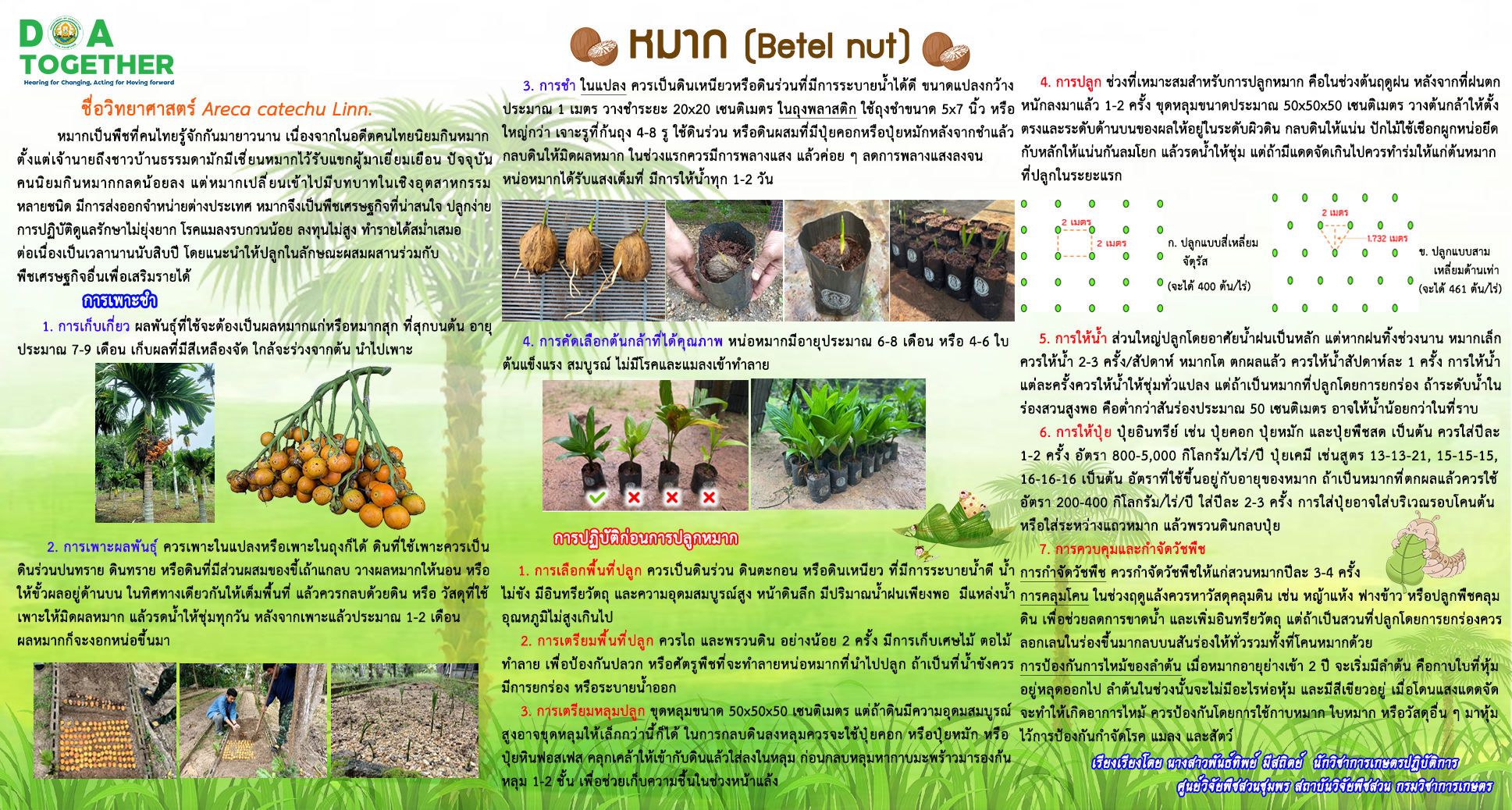 หมาก (Betel nut)