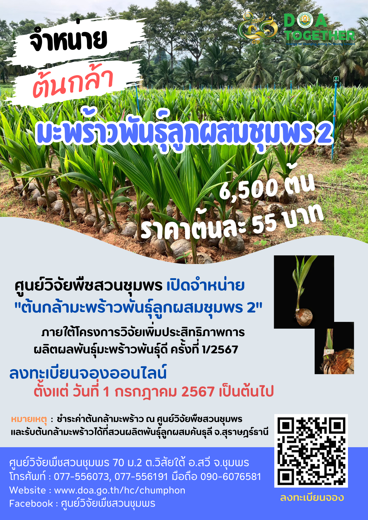 จำหน่าย ต้นกล้ามะพร้าวพันธุ์ลูกผสมชุมพร 2