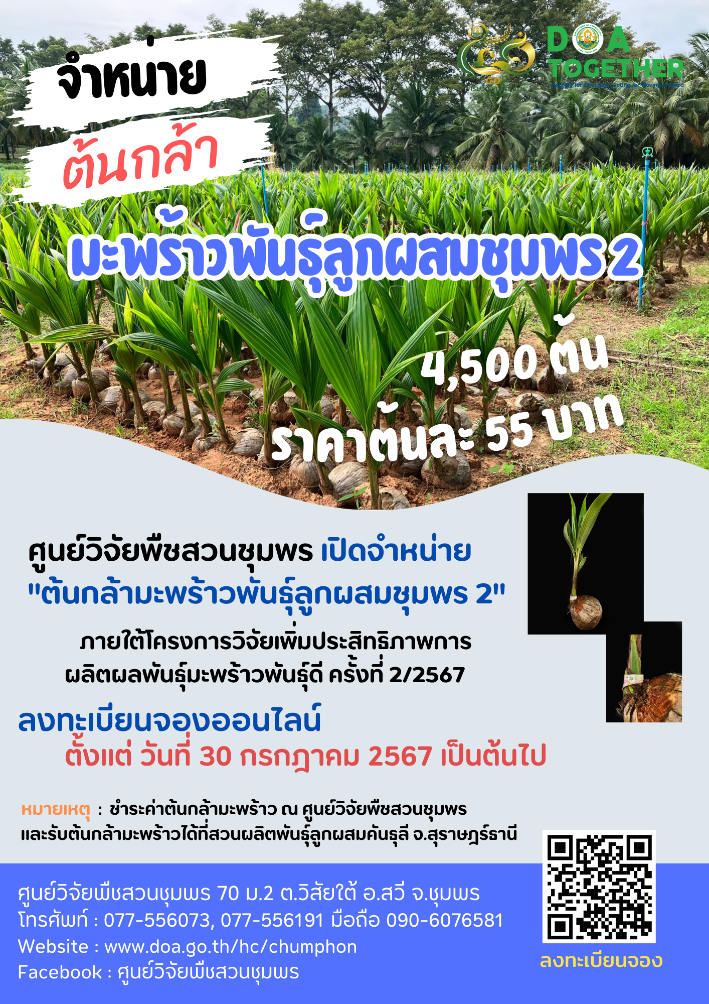 จำหน่าย ต้นกล้ามะพร้าวพันธุ์ลูกผสมชุมพร 2