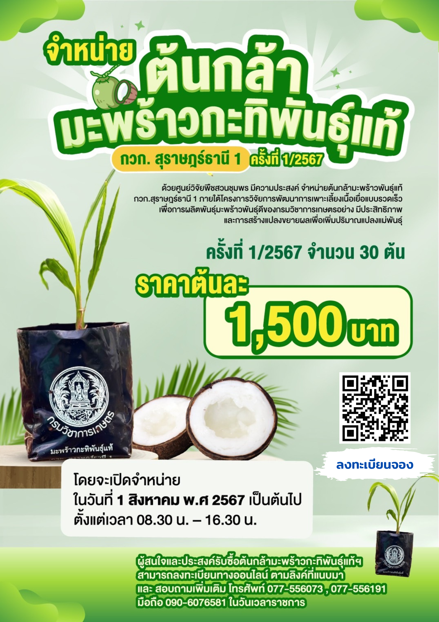 จำหน่าย “ต้นกล้ามะพร้าวพันธุ์แท้ กวก.สุราษฎร์ธานี 1”  ครั้งที่ 1/2567