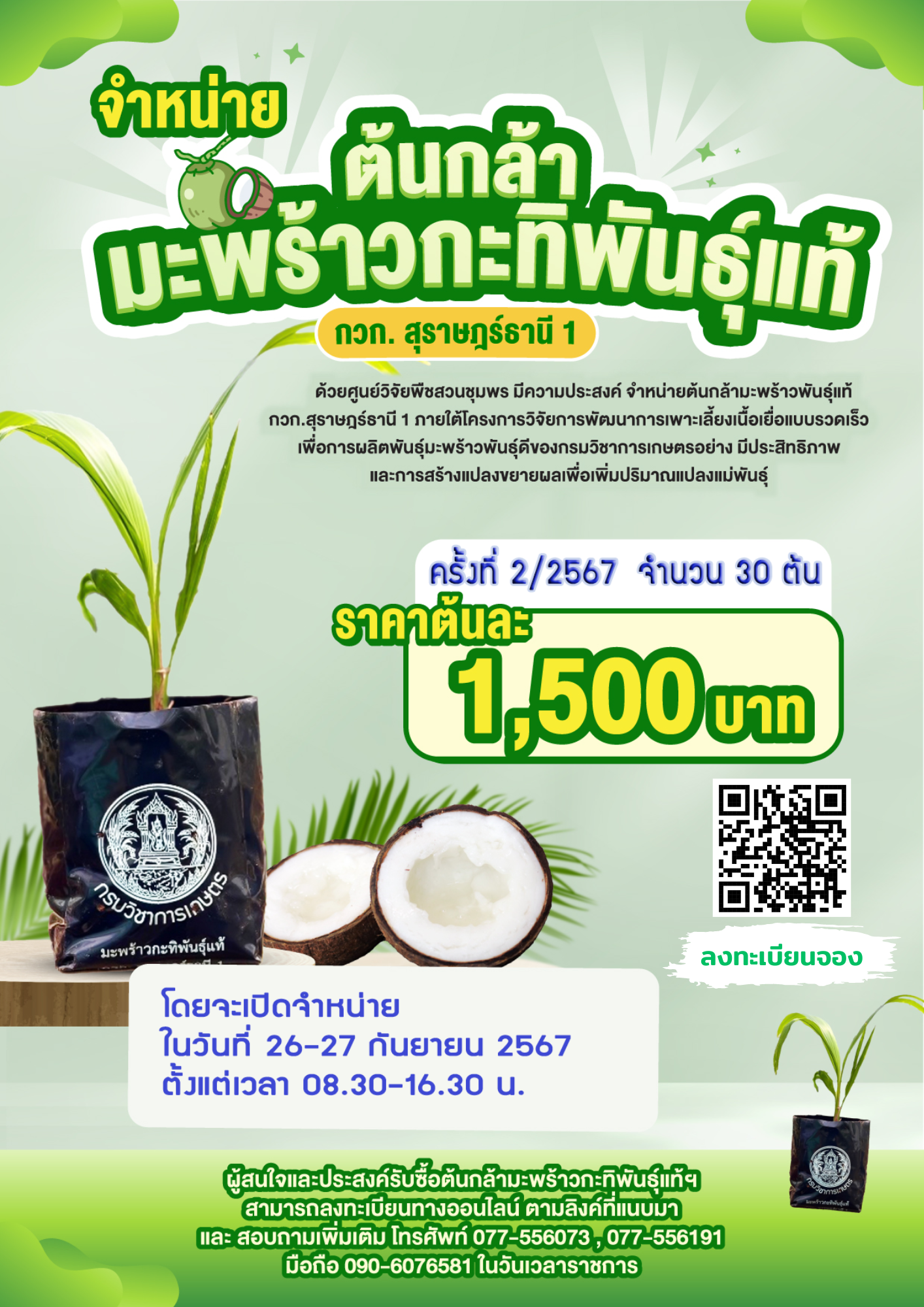 จำหน่าย “ต้นกล้ามะพร้าวพันธุ์แท้ กวก.สุราษฎร์ธานี 1” ครั้งที่ 2/2567