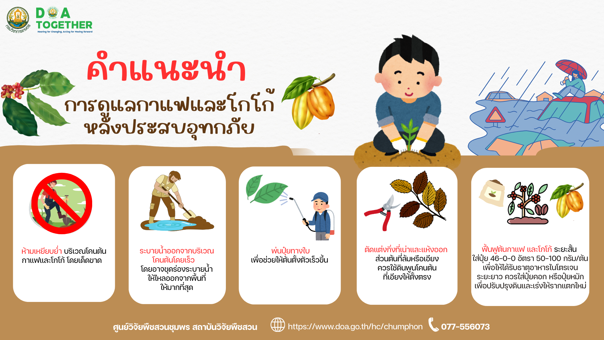 คำแนะนำการดูแลกาแฟและโกโก้หลังประสบอุทกภัย