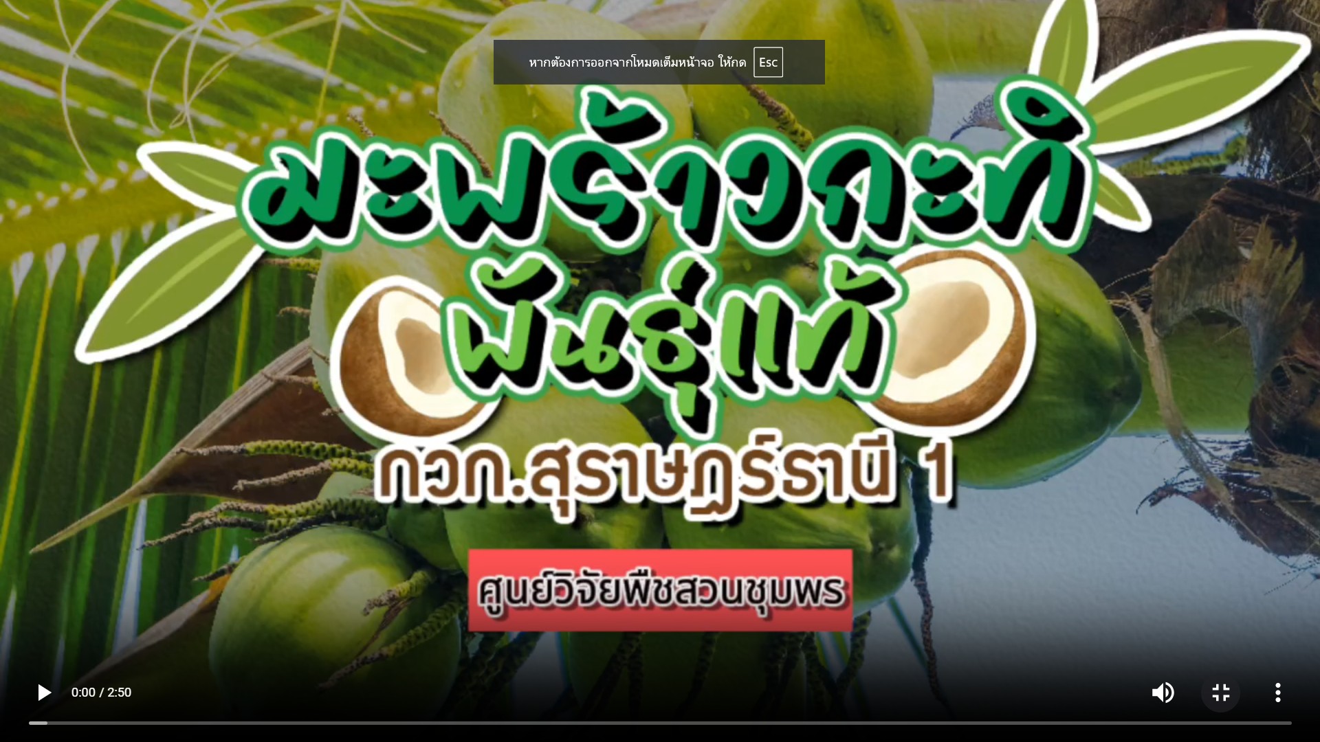 มะพร้าวกะทิพันธุ์แท้ กวก.สุราษฎร์ธานี 1