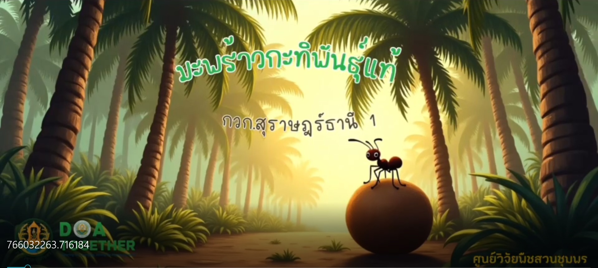 มะพร้าวกะทิพันธุ์แท้ พันธุ์กวก.สุราษฎร์ธานี 1