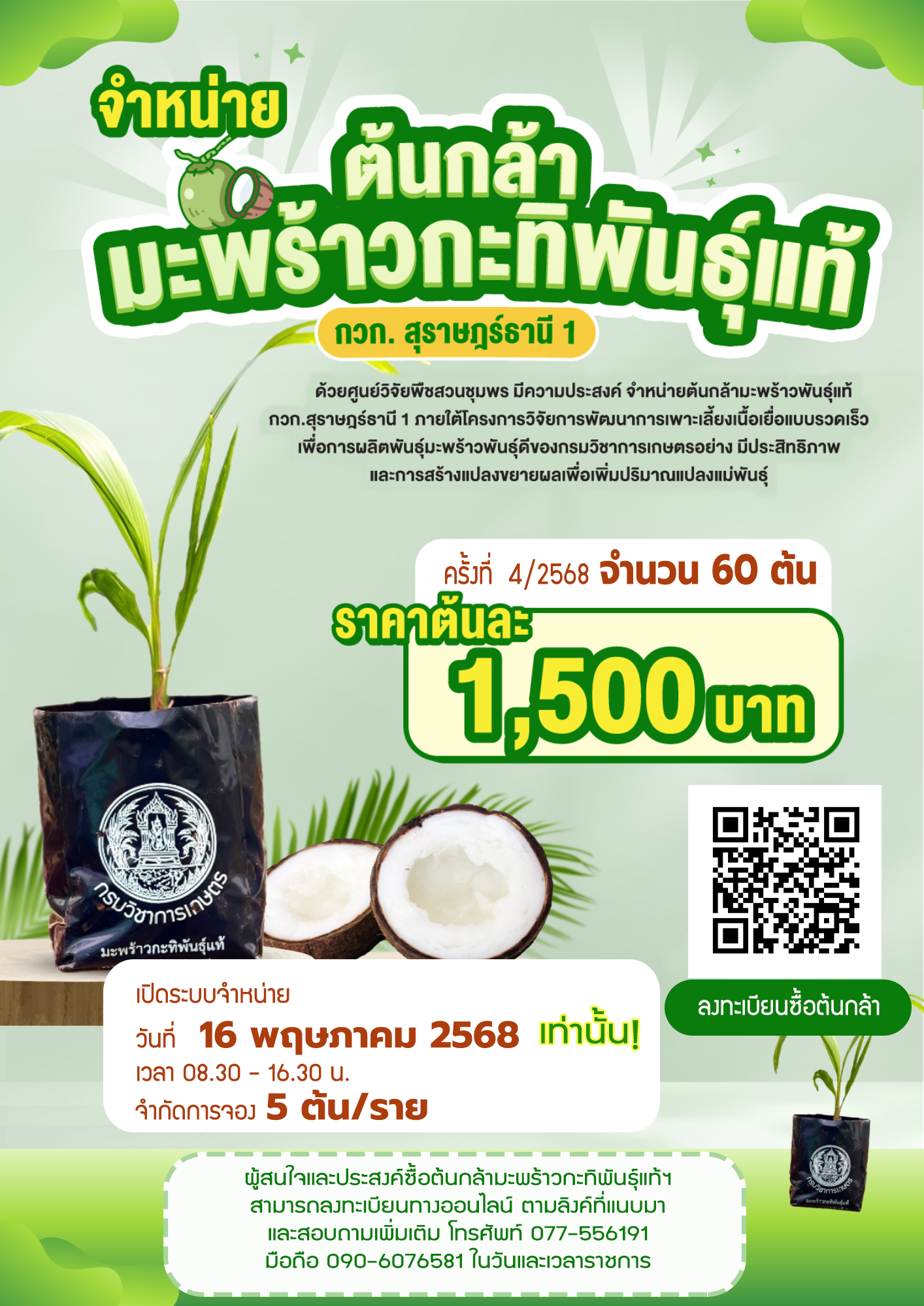 จำหน่าย ต้นกล้ามะพร้าวกะทิพันธุ์แท้ กวก.สุราษฎร์ธานี 1 ครั้งที่ 4/2568