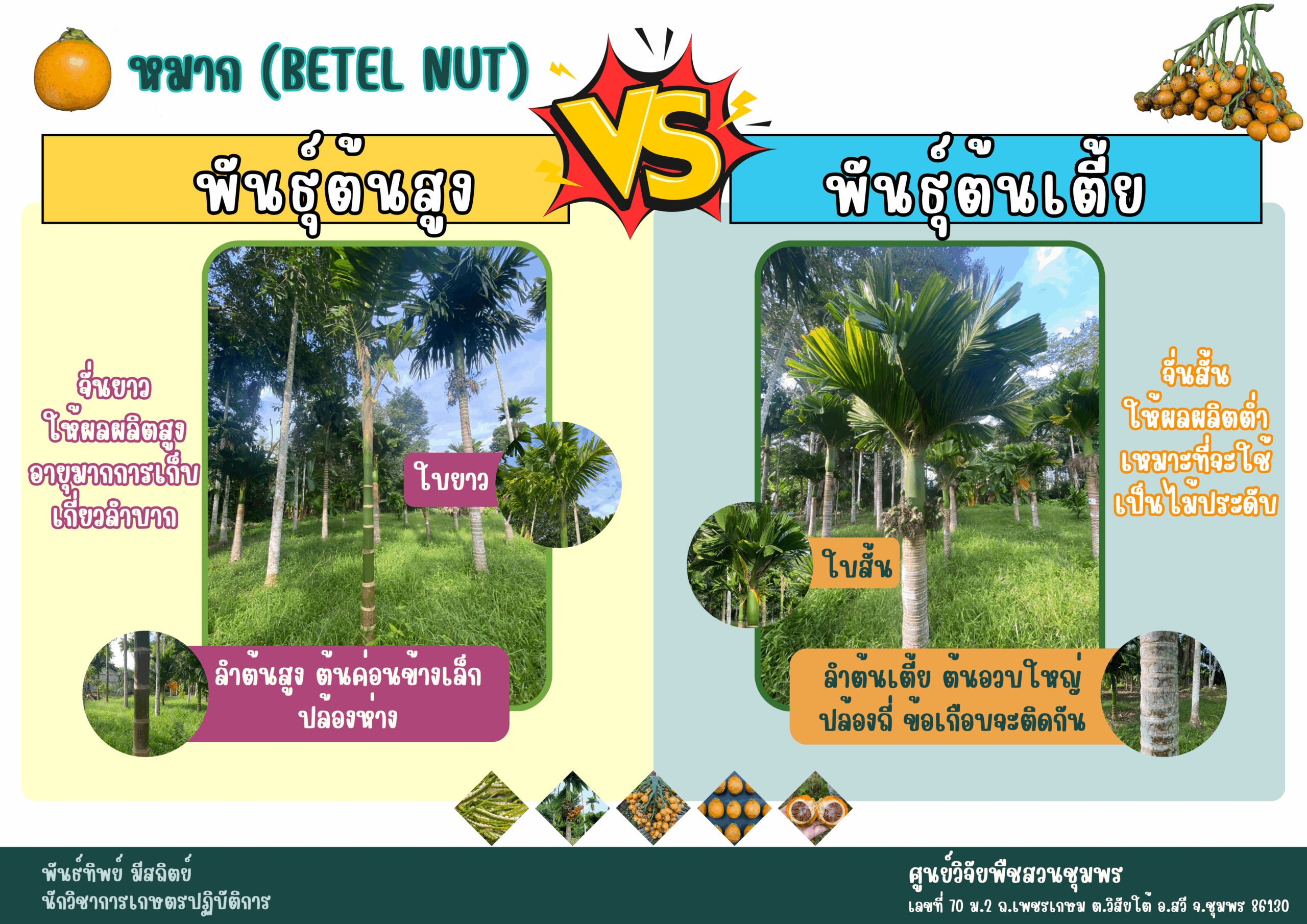 หมาก (Betal Nut)