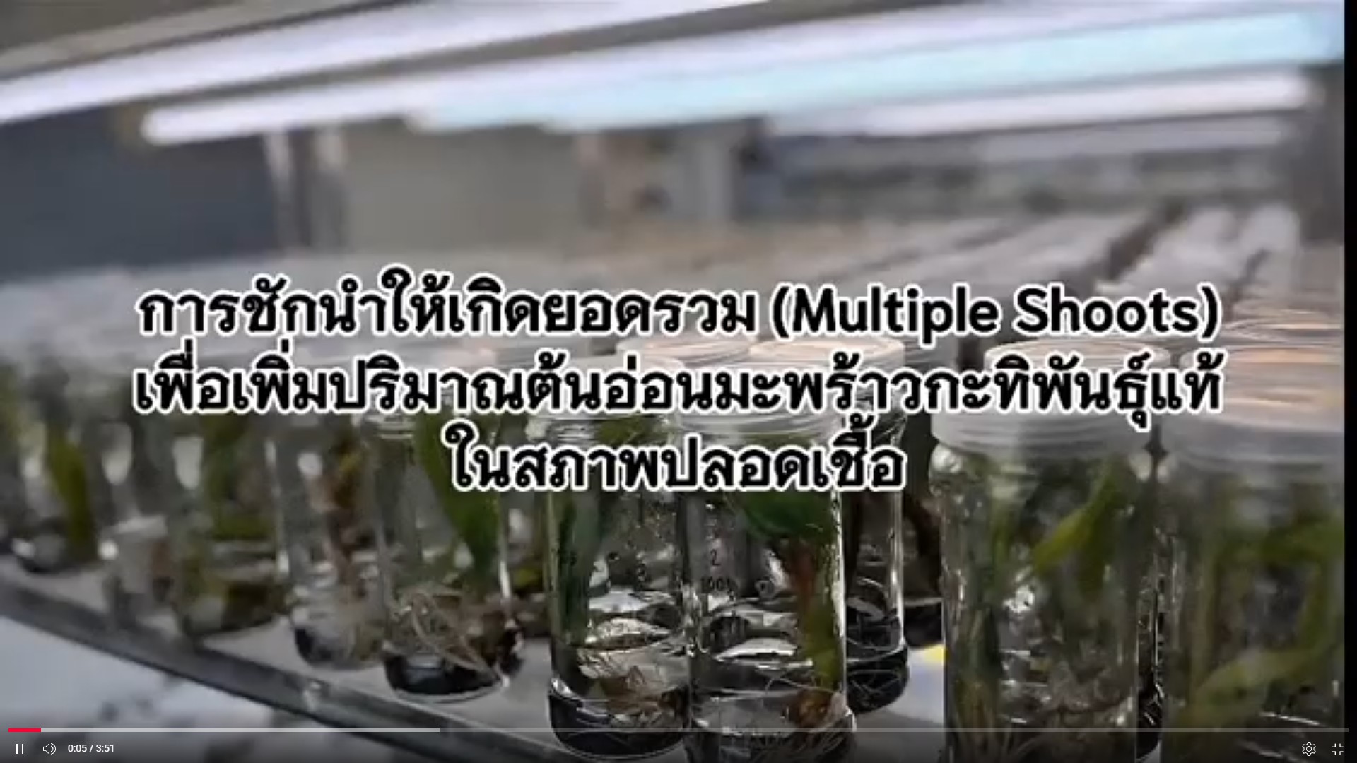 การชักนำให้เกิดยอดรวม (Multiple Shorts) เพื่อเพิ่มปริมาณต้นอ่อนมะพร้าวกะทิพันธุ์แท้ในสภาพปลอดเชื้อ