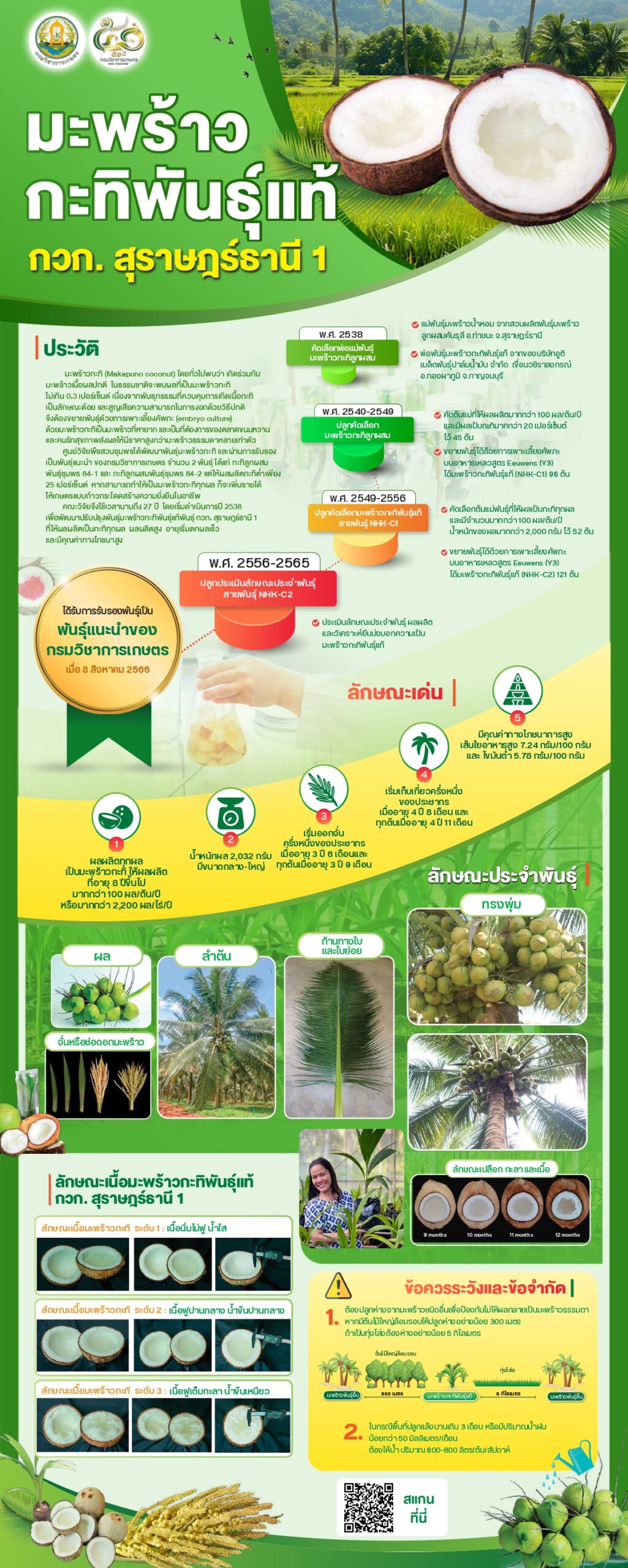 มะพร้าวกะทิพันธุ์แท้ กวก.สุราษฎร์ธานี1