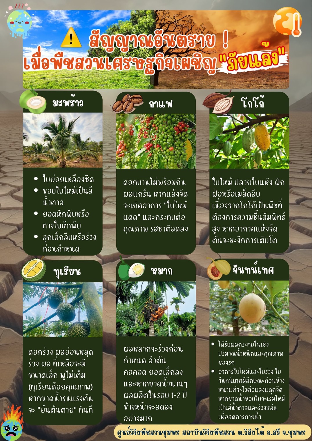 สัญญาณอันตรายเมื่อพืชสวนเศรษฐกิจเผชิญภัยแล้ง