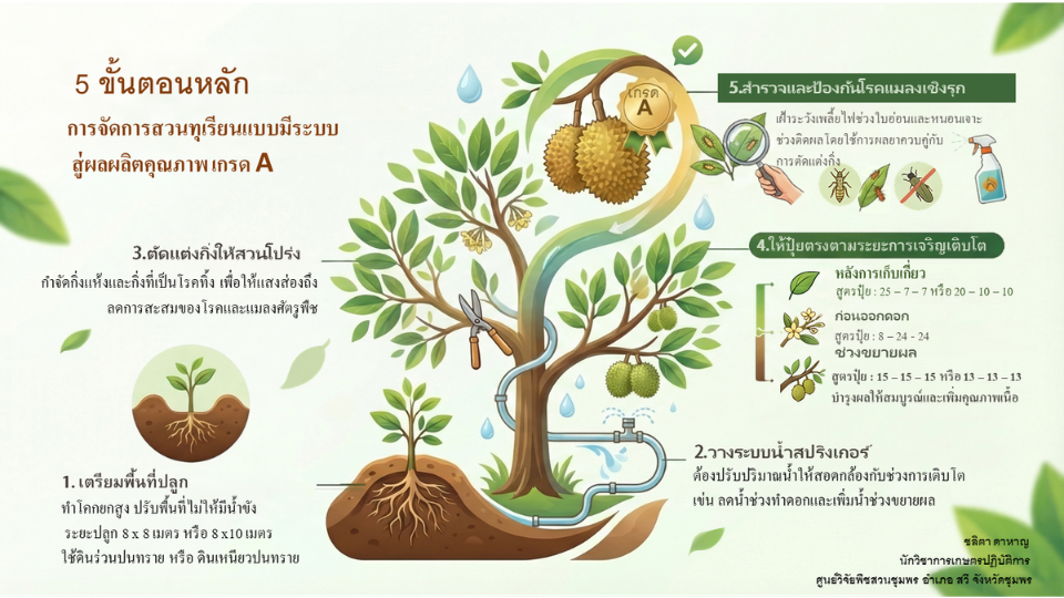 5 ขั้นตอนหลัก การจัดการสวนทุเรียนแบบมีระบบสู่ผลผลิตคุณภาพเกรด A