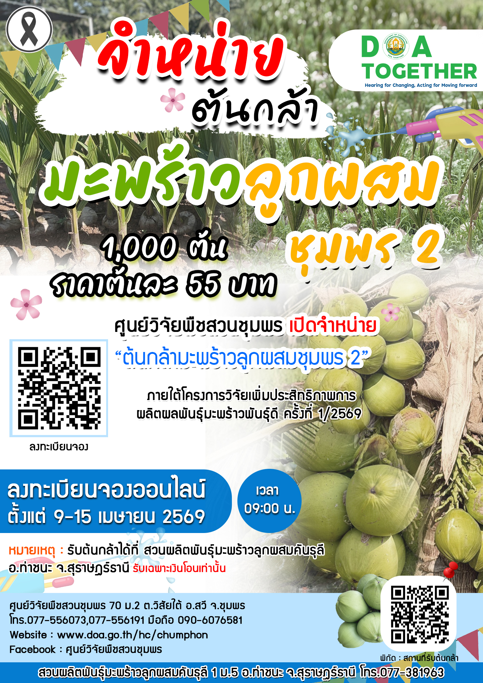 จำหน่ายต้นกล้ามะพร้าวลูกผสมชุมพร 2  ครั้งที่ 1/2569 จำนวน 1,000 ต้น