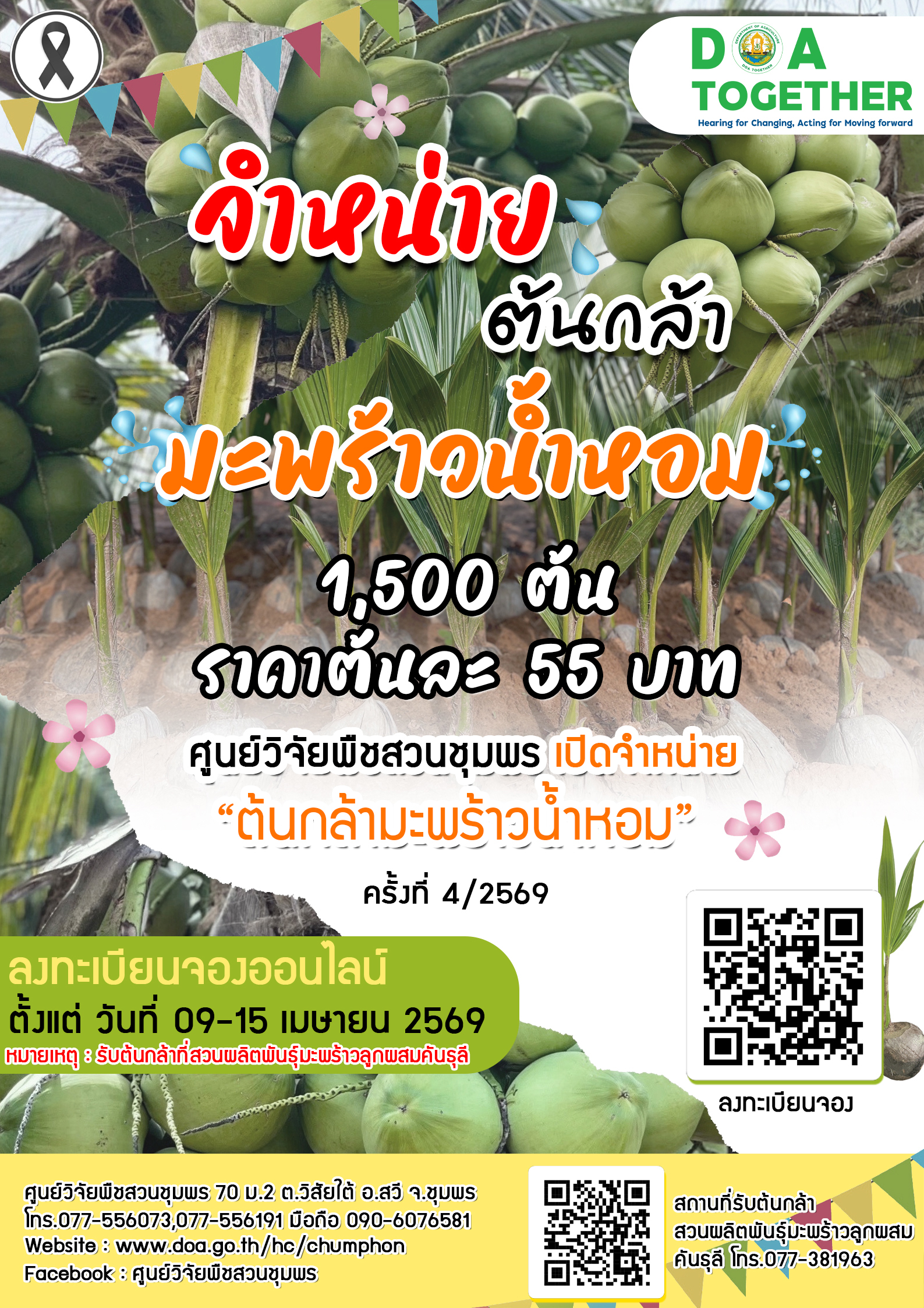 จำหน่ายต้นกล้ามะพร้าวน้ำหอม ครั้งที่ 4/2569 จำนวน 1,500 ต้น