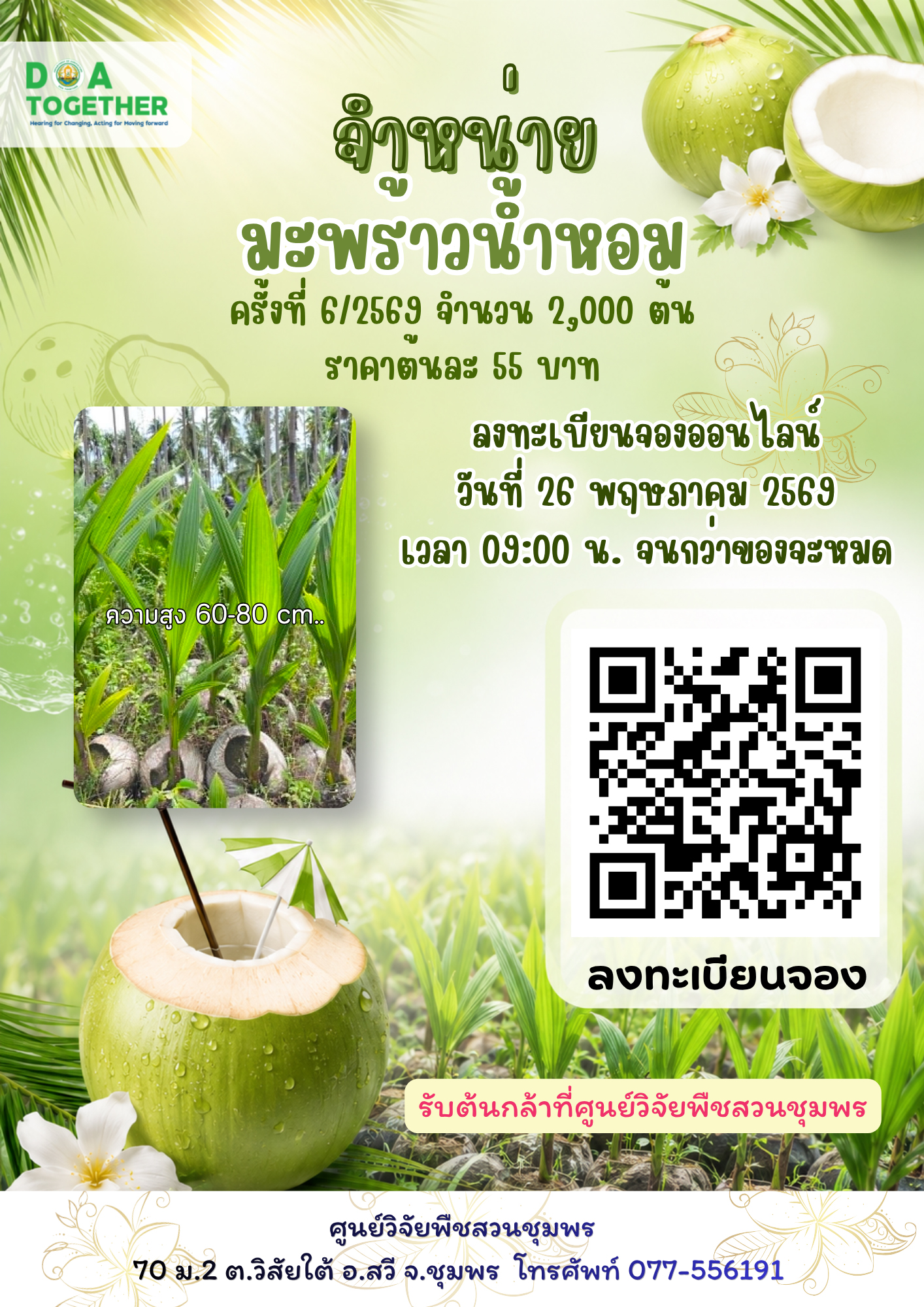 จำหน่ายต้นกล้ามะพร้าวน้ำหอม ครั้งที่ 6/2569 จำนวน 2,000 ต้น
