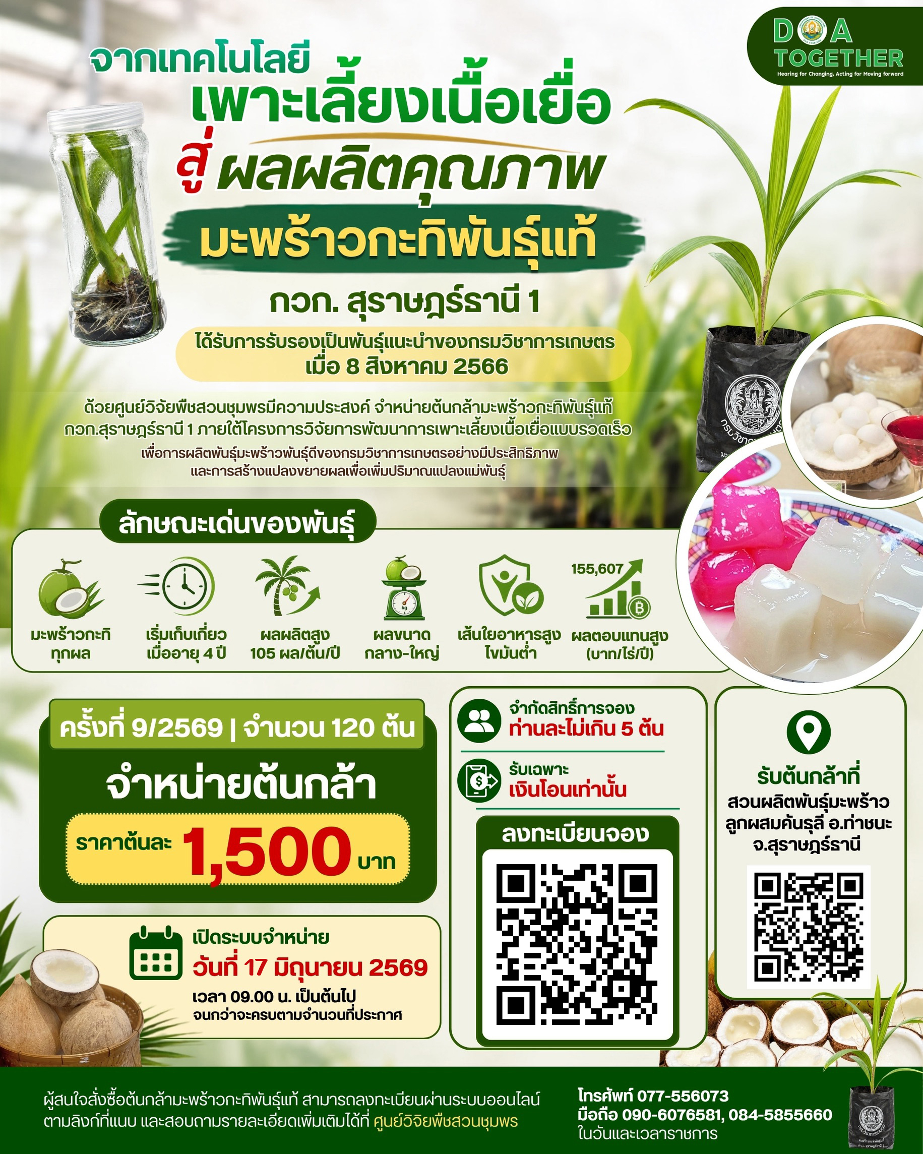 จำหน่ายต้นกล้ามะพร้าวกะทิพันธุ์แท้ กวก.สุราษฎร์ธานี 1  ครั้งที่ 9/2569 จำนวน 120 ต้น