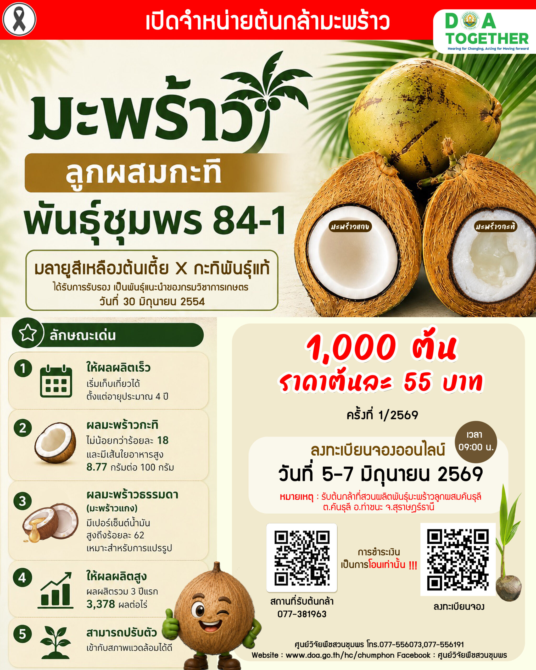 จำหน่ายต้นกล้ามะพร้าวลูกผสมกะทิ พันธุ์ชุมพร 84-1  ครั้งที่ 1/2569 จำนวน 1,000 ต้น