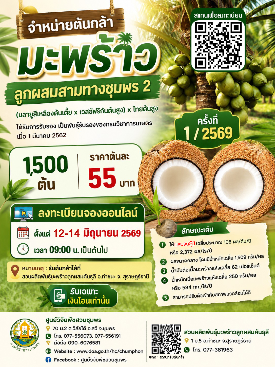 จำหน่ายต้นกล้ามะพร้าวลูกผสมสามทางพันธุ์ ชุมพร  ครั้งที่ 1/2569 จำนวน 1,500 ต้น