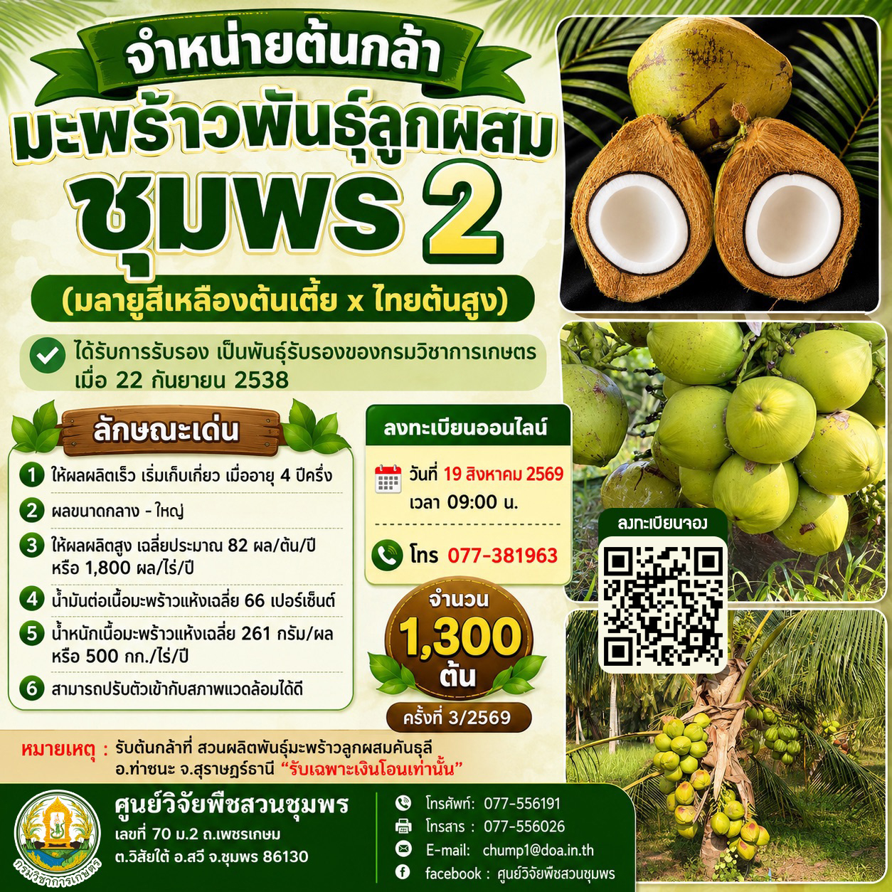 จำหน่ายต้นกล้ามะพร้าวลูกผสมพันธุ์ ชุมพร 2  ครั้งที่ 3/2569 จำนวน 1,300 ต้น