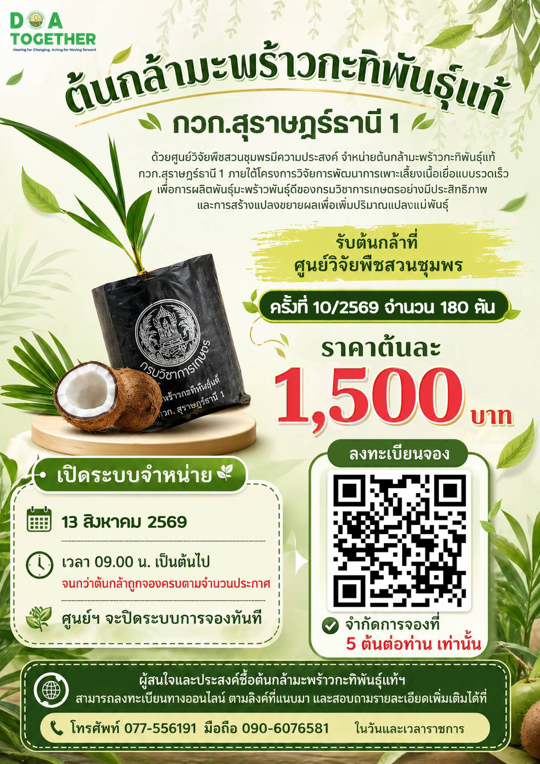 จำหน่ายต้นกล้ามะพร้าวกะทิพันธุ์แท้ กวก.สุราษฎร์ธานี 1  ครั้งที่ 10/2569 จำนวน 180 ต้น