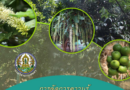 เทคโนโลยีการผลิตมะคาเดเมีย