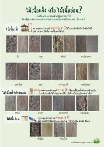 ไม้เนื้อแข็ง หรือ ไม้เนื้ออ่อน